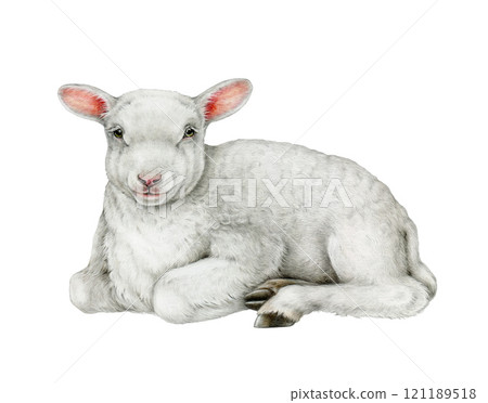 Small cute lamb farm animal on a white background hand drawn realistic vintage style illustration. Perfect for farm themed designs, baby products, Easter decor and countryside inspired projects 121189518