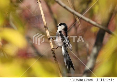 Enaga堅持分支機構 121189617