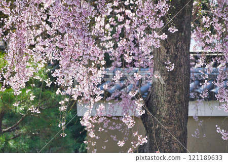 京都高台寺美麗的垂枝櫻花（京都府京都市東山區） 121189633