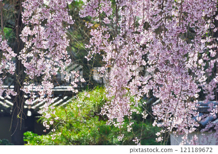 京都高台寺美麗的垂枝櫻花（京都府京都市東山區） 121189672