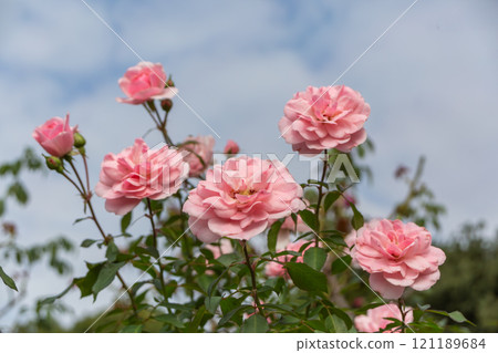 發光在藍天的羅斯 121189684