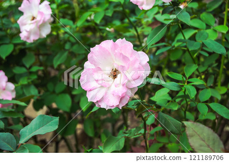 Close-up of a deep pink rose flower Close-up of a deep pink rose flower 121189706