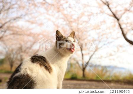 Cat watching cherry blossoms Cat watching cherry blossoms 121190465