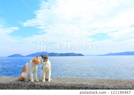 Seaside cat Seaside cat 121190467