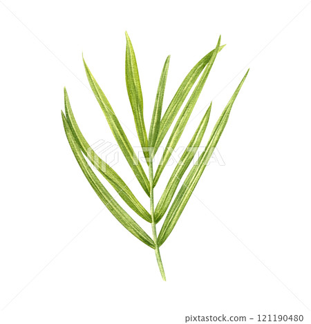Yellow green palm leaf watercolor hand drawn illustration. Simple tropical howea or areca twig elongated leaves. Floral exotic element for summer package design, label, bouquet decor. Top view Yellow green palm leaf watercolor hand drawn illustration. Simple tropical howea or areca twig elongated leaves. Floral exotic element for summer package design, label, bouquet decor. Top view 121190480