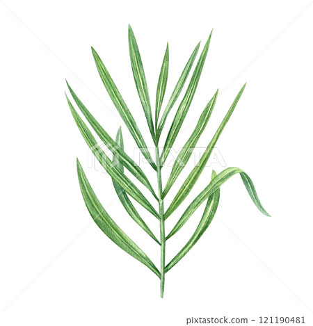 Tropical green areca palm tree branch watercolor hand drawn illustration. Exotic jungle floral element for beach package design, label, summer invitation, poster. Top view clip art Tropical green areca palm tree branch watercolor hand drawn illustration. Exotic jungle floral element for beach package design, label, summer invitation, poster. Top view clip art 121190481