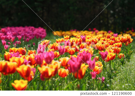 太陽照亮的鬱金香 121190600