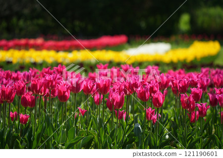 鬱金香著色春天 121190601