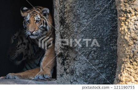 Tiger walking 121190755