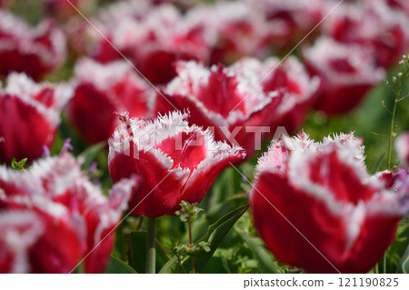 Gorgeous frilly-flowered tulips Gorgeous frilly-flowered tulips 121190825
