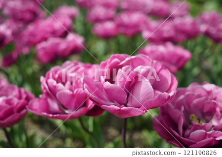 Gorgeous double-flowered tulips Gorgeous double-flowered tulips 121190826