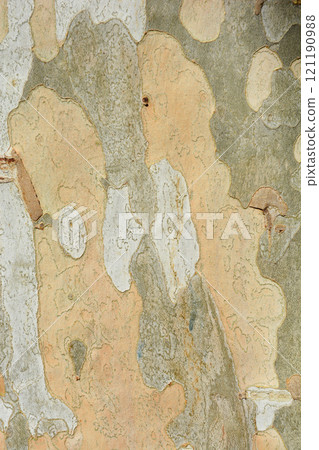 London plane 121190988