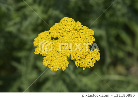 Fern-leaf yarrow 121190990
