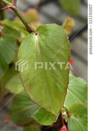 Dragon Wing Red begonia 121191007