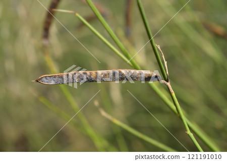 Spanish broom Spanish broom 121191010