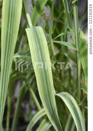 Variegated Giant reed 121191019