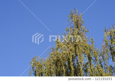 Common birch 121191031