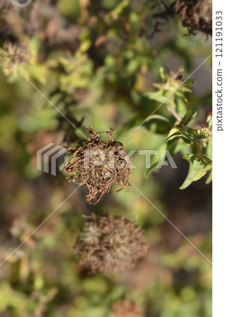New England aster Andenken an Alma Potschke 121191033