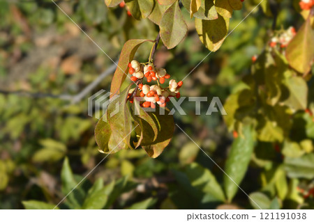 White spindle 121191038