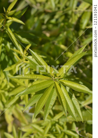 Lemon verbena 121191041