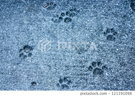 Cat footprints on stairs concrete 121191098