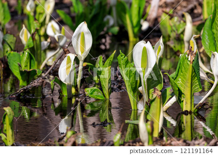 Beautifully blooming skunk cabbage in Abira Town, Hokkaido [April] 121191164