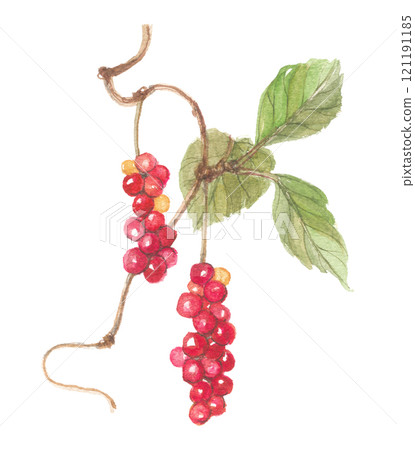 Watercolor painting of Chinese staghorn fern 121191185