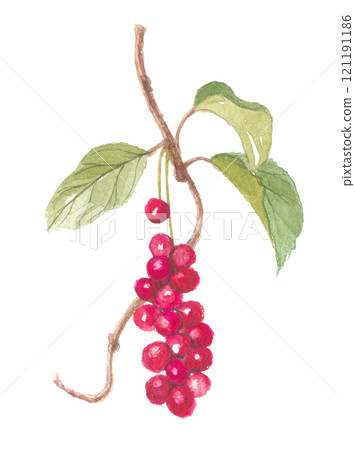 Watercolor painting of Chinese staghorn fern Watercolor painting of Chinese staghorn fern 121191186