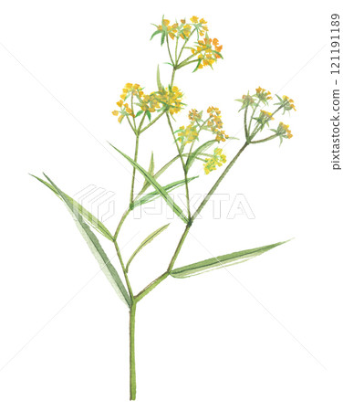 Watercolor painting of Bupleurum falcatum Watercolor painting of Bupleurum falcatum 121191189