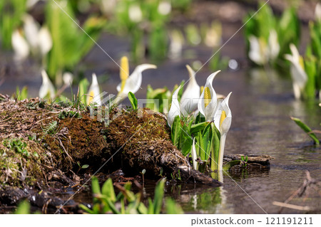 Beautifully blooming skunk cabbage in Chitose, Hokkaido [April] 121191211