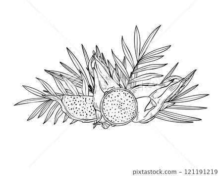 Tropical sweet pitahaya dragon fruits and tropical leaves graphic composition painted by black inks. Fruit slices, foliage vector etching drawing. Food ingredient for summer dessert recipes. 121191219