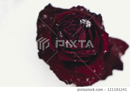 Red dried rose in snow. Abandoned rose under snowfall. Dry flower on white background. Aged flower on snow with copy space. Icy rose with snowflakes. Frozen flower in December. Cold weather in garden. Red dried rose in snow. Abandoned rose under snowfall. Dry flower on white background. Aged flower on snow with copy space. Icy rose with snowflakes. Frozen flower in December. Cold weather in garden. 121191241