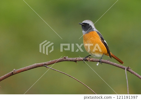 雄性達烏爾紅尾鴝‗站在樹枝上 121191397