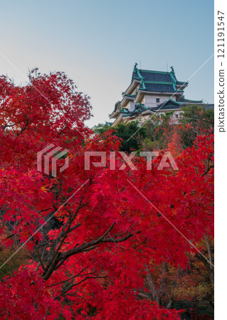 Wakayama Castle, castle tower dyed in autumn leaves Wakayama Castle, castle tower dyed in autumn leaves 121191547