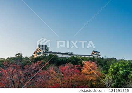 Wakayama Castle, castle tower dyed in autumn leaves 121191566