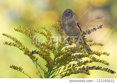 Red finch - female 121191622