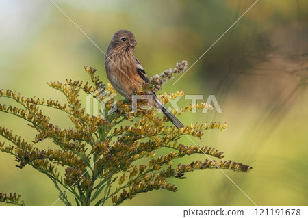 Red finch - female 121191678