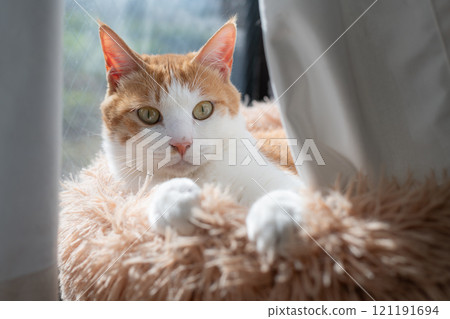 一隻貓在窗邊放鬆 棕虎白 一隻貓在窗邊放鬆 棕虎白 121191694