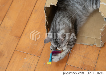 Sabatra cat, a cat that plays with cats Sabatra cat, a cat that plays with cats 121191696