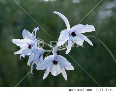 Laelia rubeskens, pure white petals with purple centers Laelia rubeskens, pure white petals with purple centers 121191730