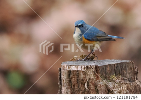 藍鳥‗雄性紅尾鴝 121191784