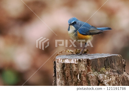 藍鳥‗雄性紅尾鴝 121191786