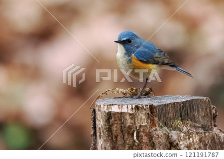 藍鳥‗雄性紅尾鴝 121191787