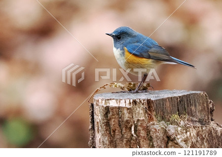 藍鳥‗雄性紅尾鴝 121191789