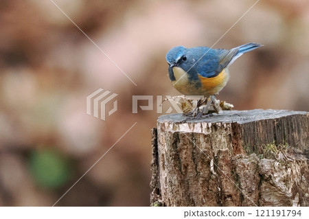 藍鳥‗雄性紅尾鴝 121191794