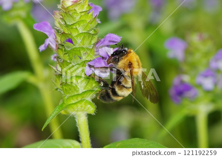 一隻熊蜂從豬籠草吸取花蜜 121192259