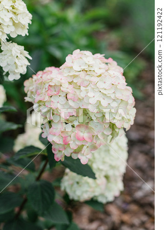 White pink paniculate hydrangea flower Framboisine in the garden 121192422