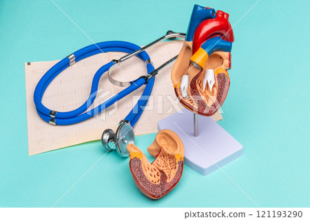 Anatomical model human heart with stethoscope and cardiogram on blue background 121193290