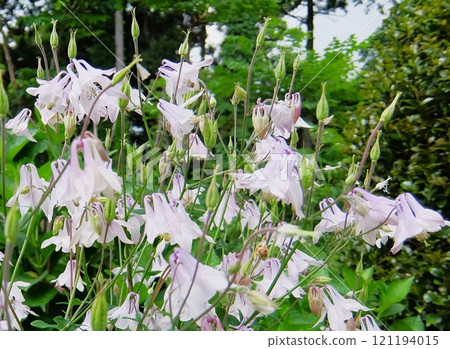 About 10 small bell-shaped flowers bloom in ears. 121194015
