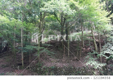 Woods	 121194358